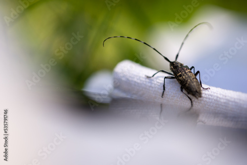 Tableau sur toile Chrząszcz z bardzo długimi czułkami, kózkowate (Cerambycidae), (1)