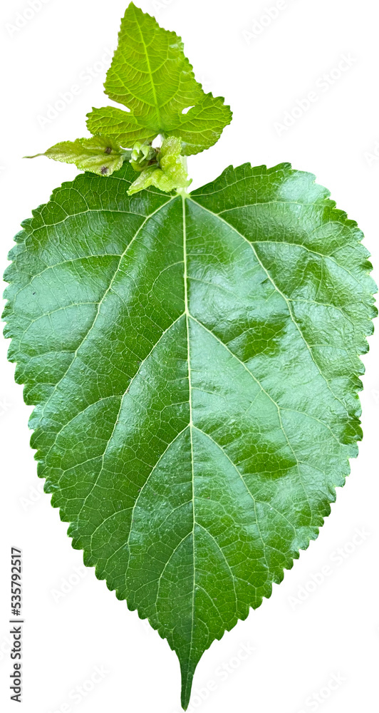 Morus alba Leaf clipart png Morus alba Leaf clipart png