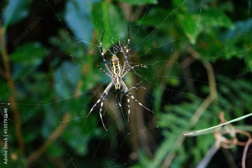 Paper spider - アシナガグモ 蜘蛛