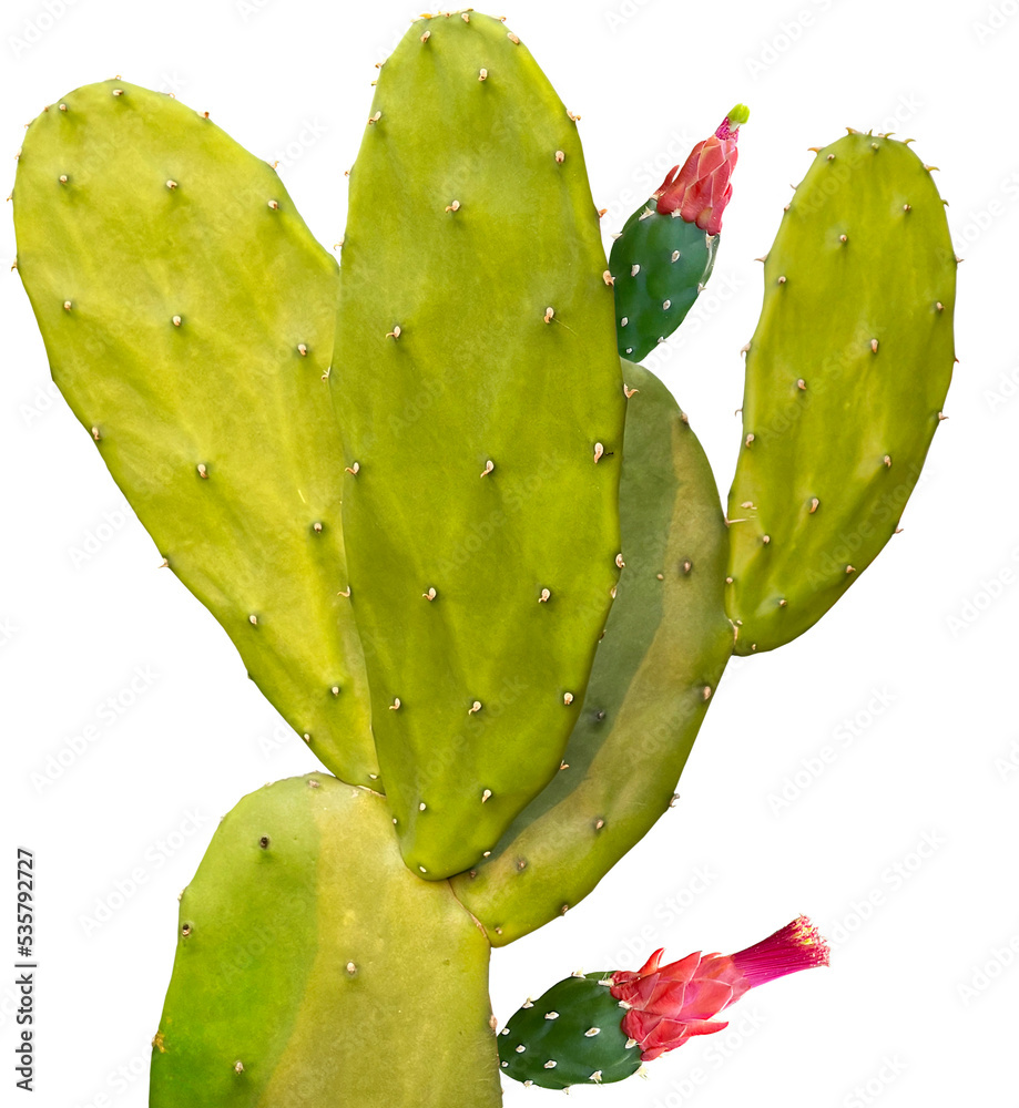Obraz premium Nopal cactus plant clipart png