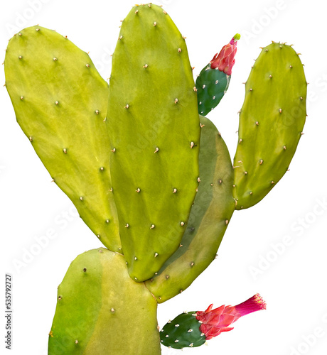 Nopal cactus plant clipart png