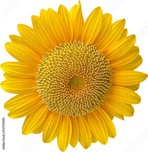 sunflower clipart png