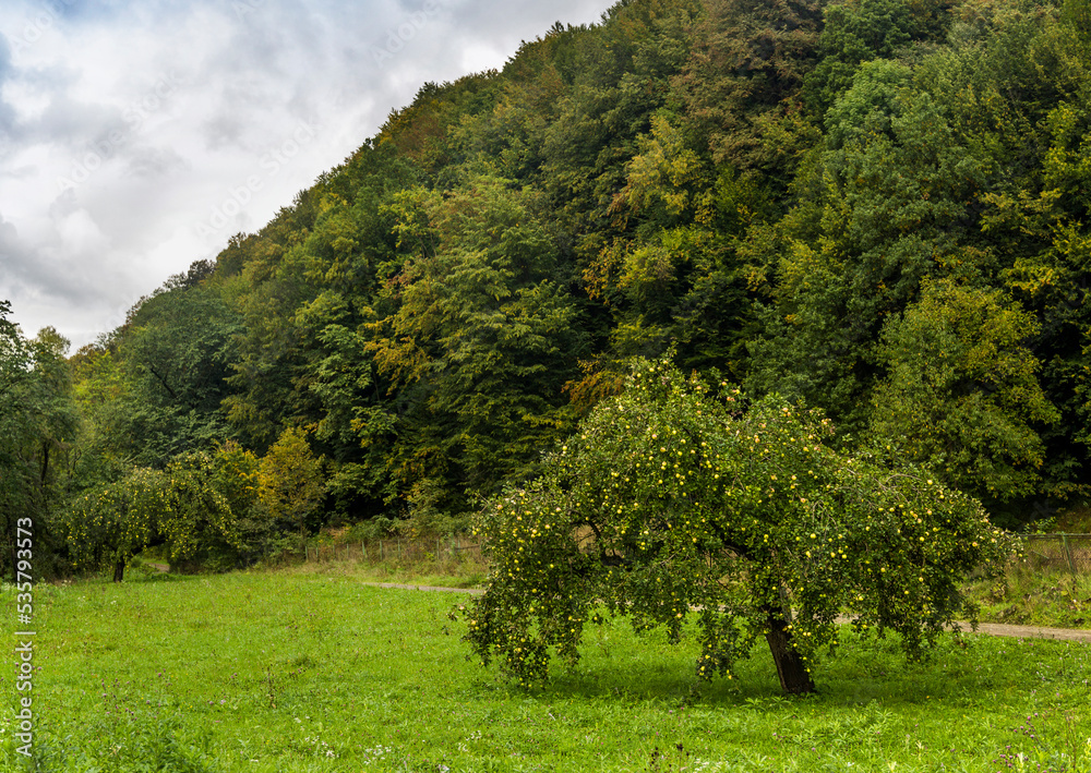 apple tree in Ukrainian Carpathian village