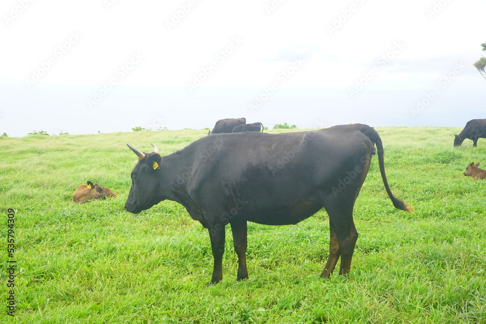 Fureai Farm, Cattle Grazing in Hachijo-jima, Tokyo, Japan - 日本 東京 八丈島 ふれあい牧場 Fureai Farm, Cattle Grazing in Hachijo-jima, Tokyo, Japan - 日本 東京 八丈島 ふれあい牧場