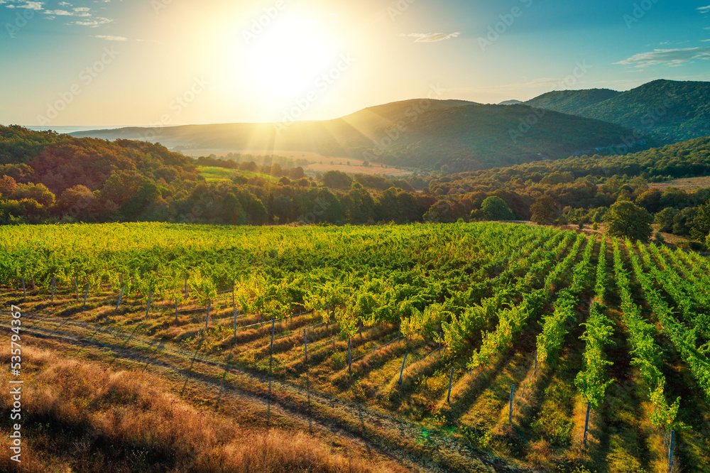 Vineyard agricultural fields in the countryside, beautiful aerial landscape during sunrise