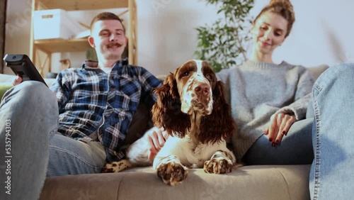 Happy couple playing and relaxing with pet dog at home. Portrait of caucasian man and woman in love feeding cute English springer spaniel sitting together on couch. Friendship, domestic animal photo