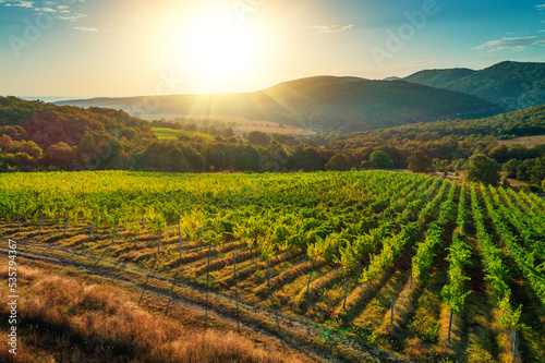 Vineyard agricultural fields in the countryside  beautiful aerial landscape during sunrise
