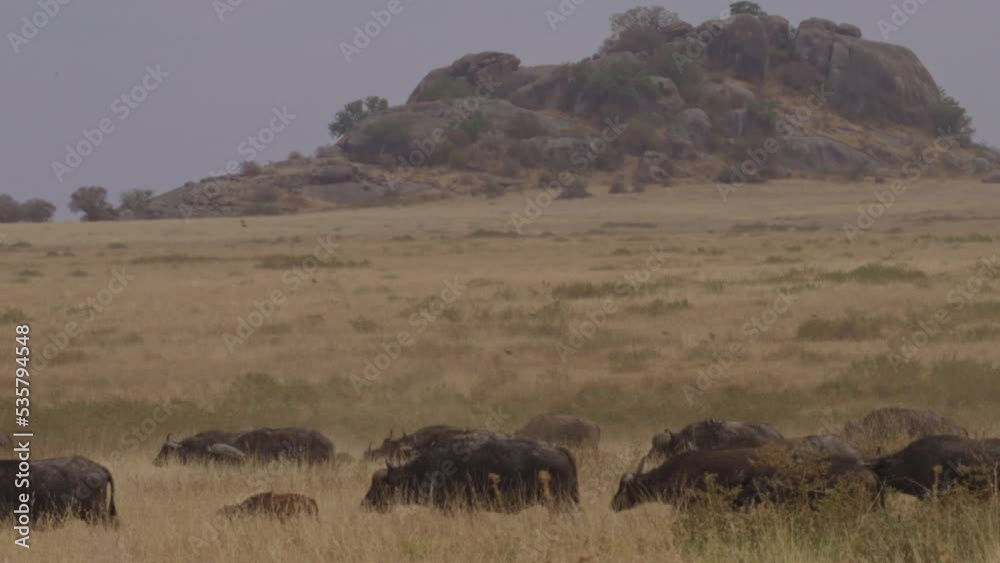 African buffalo or Cape buffalo (Syncerus caffer) African buffalo or Cape buffalo (Syncerus caffer)