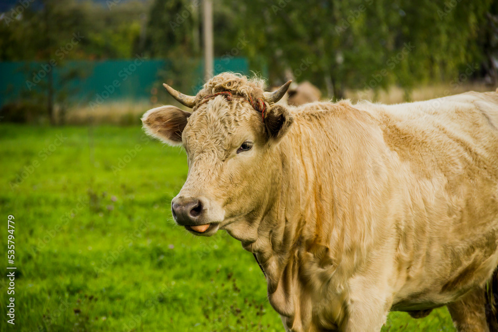 a young cow in Ukrainian village