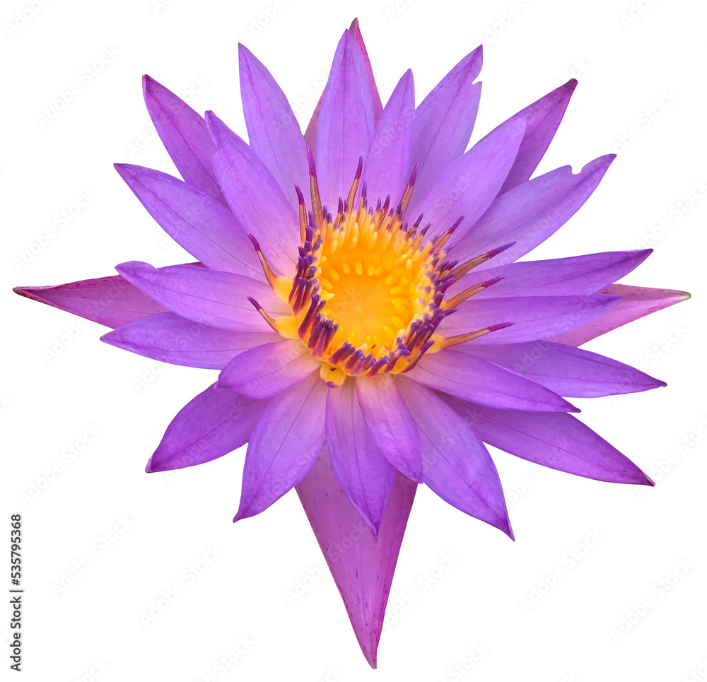 lotus purple flower clipart png