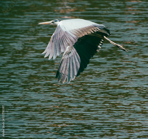 Flying Heron