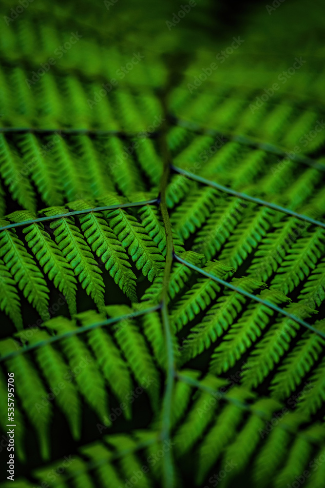 Fern leave background close up Fern leave background close up