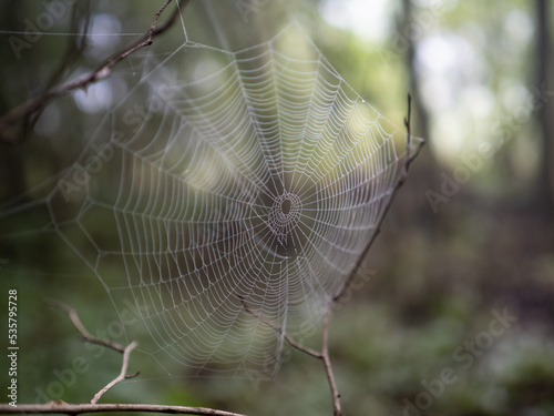 spiderweb in the fog in forest