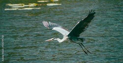 Flying Heron
