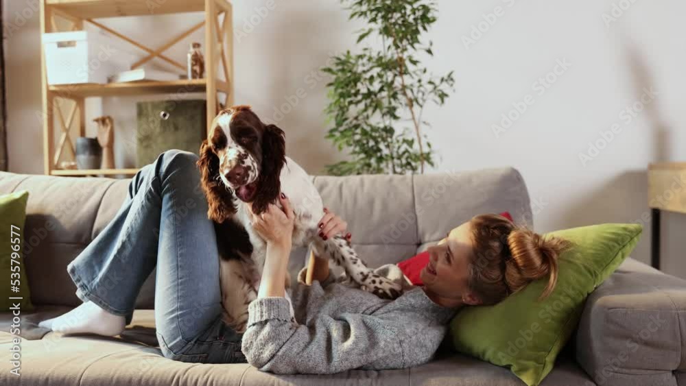 Shot of young happy smiling woman is playing with affection her lovely English springer spaniel dog, while having fun together on carpet in living room at home. Friendship, domestic animal Shot of young happy smiling woman is playing with affection her lovely English springer spaniel dog, while having fun together on carpet in living room at home. Friendship, domestic animal