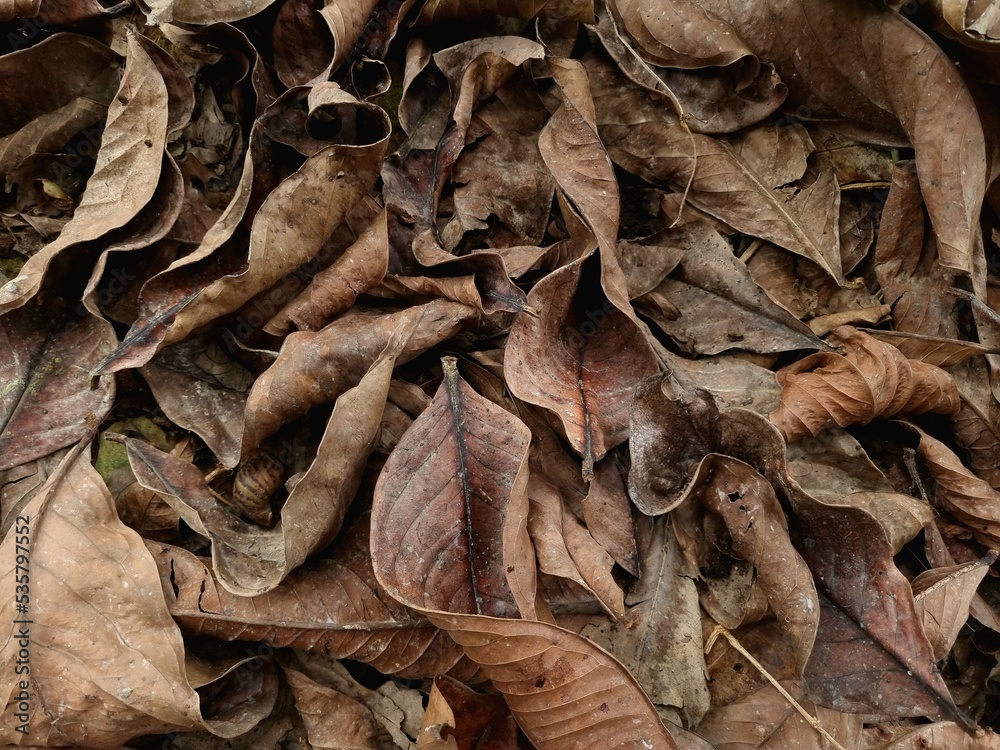 Brown dry leaves piled up. background concept Brown dry leaves piled up. background concept