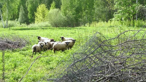 Flock of sheep walk to center of forest meadow, stop and turn to baa at camera photo
