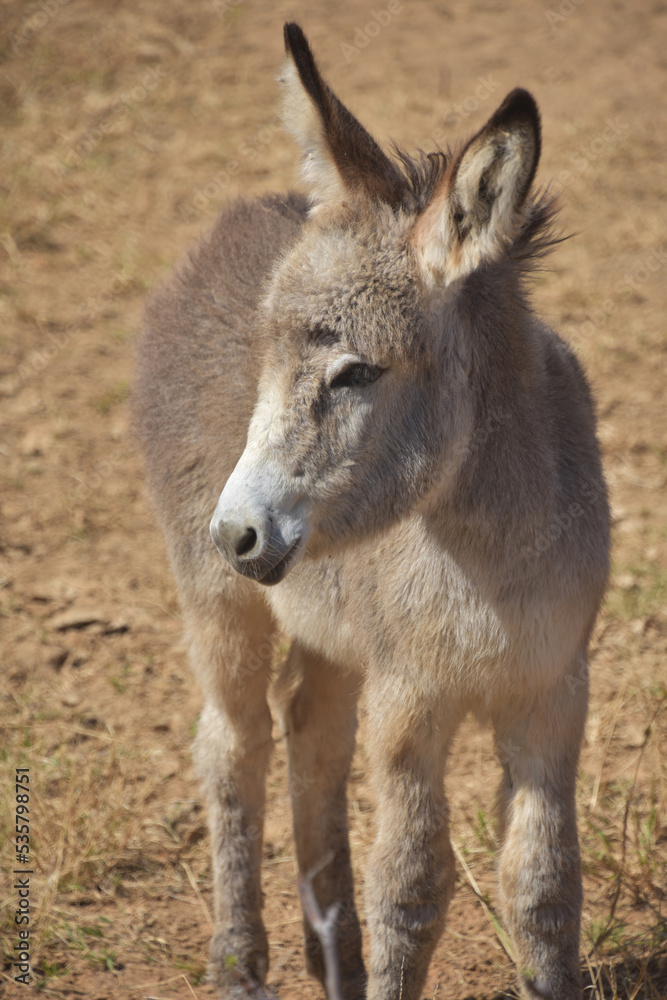 Cute Baby Provence Donkey with Shaggy Fu Cute Baby Provence Donkey with Shaggy Fu