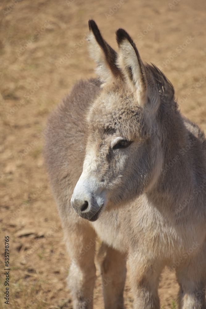 Baby South American Donkey in the Wild Baby South American Donkey in the Wild