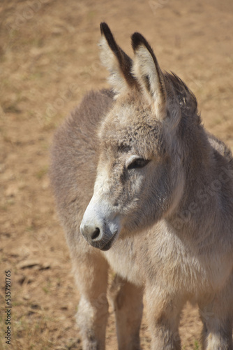 Baby South American Donkey in the Wild