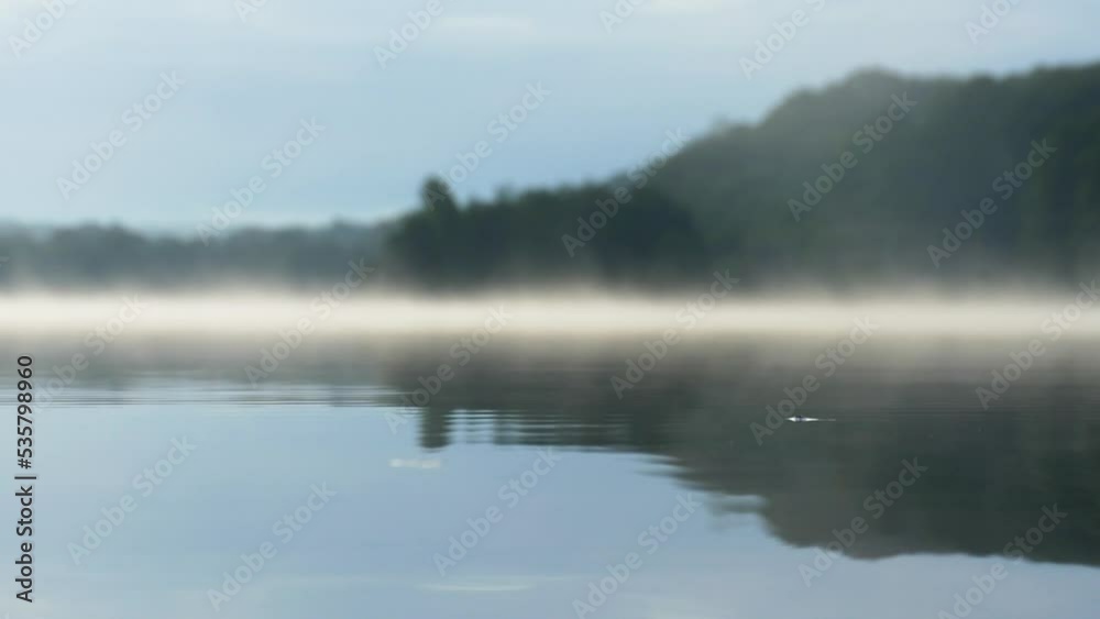 Water strider insect sitting on the water surface on a lake with thick fog in the background. Water strider insect sitting on the water surface on a lake with thick fog in the background.