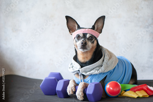 Dog Fitness , sport  and lifestyle concept.  Sporty and healthy lifestyle for pet.  Funny dog ​​in sportswear in training, portrait