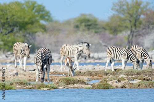 Burchell s zebras  Equus quagga burchellii  drinking at waterhole  Etosha National Park  Namibia