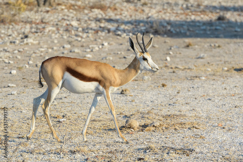 Springbok (Antidorcas marsupialis) adult walking, Etosha National Park, Namibia