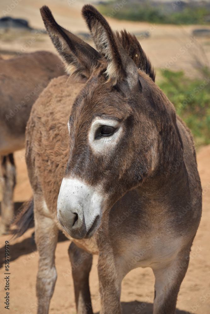 Adorable Wild Provence Donkey in the Aruba Countryside