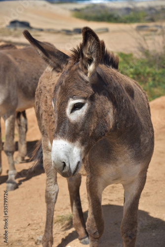 Dark Brown Donkey with White Circles Around Its Eyes
