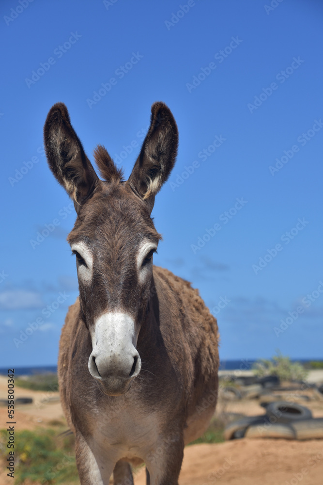 Stunning Dark Brown and White Wild Provence Donkey