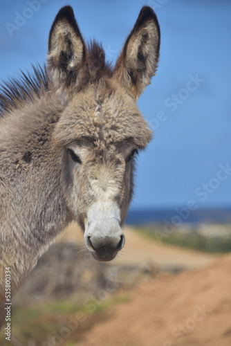 Fluffy and Shaggy Baby Donkey in the Wild photo