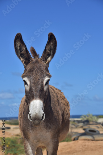 Stunning Dark Brown and White Wild Provence Donkey