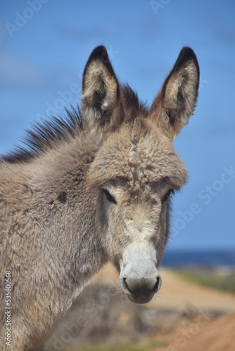 Direct look Into the Face of a Baby Wild Donkey
