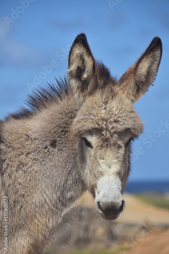 Baby Wild Provence Donkey with Long Fluffy Fur