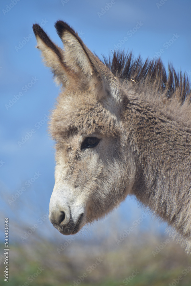 Baby Burro with Shaggy Long Fur Looking Adorable
