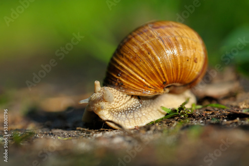 grape snail crawling on the ground, green grass city park