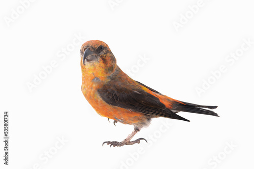male red crossbill (loxia curvirostra) isolated on white background