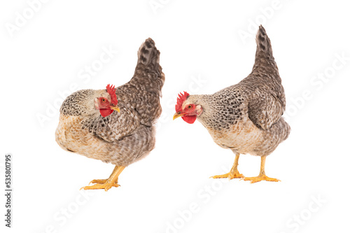 Fotografia two gray hens isolated on white background