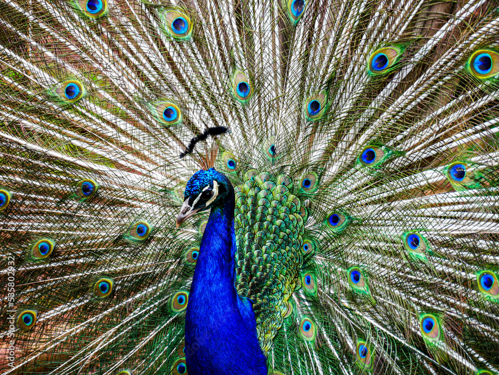 Obraz premium peacock with feathers out