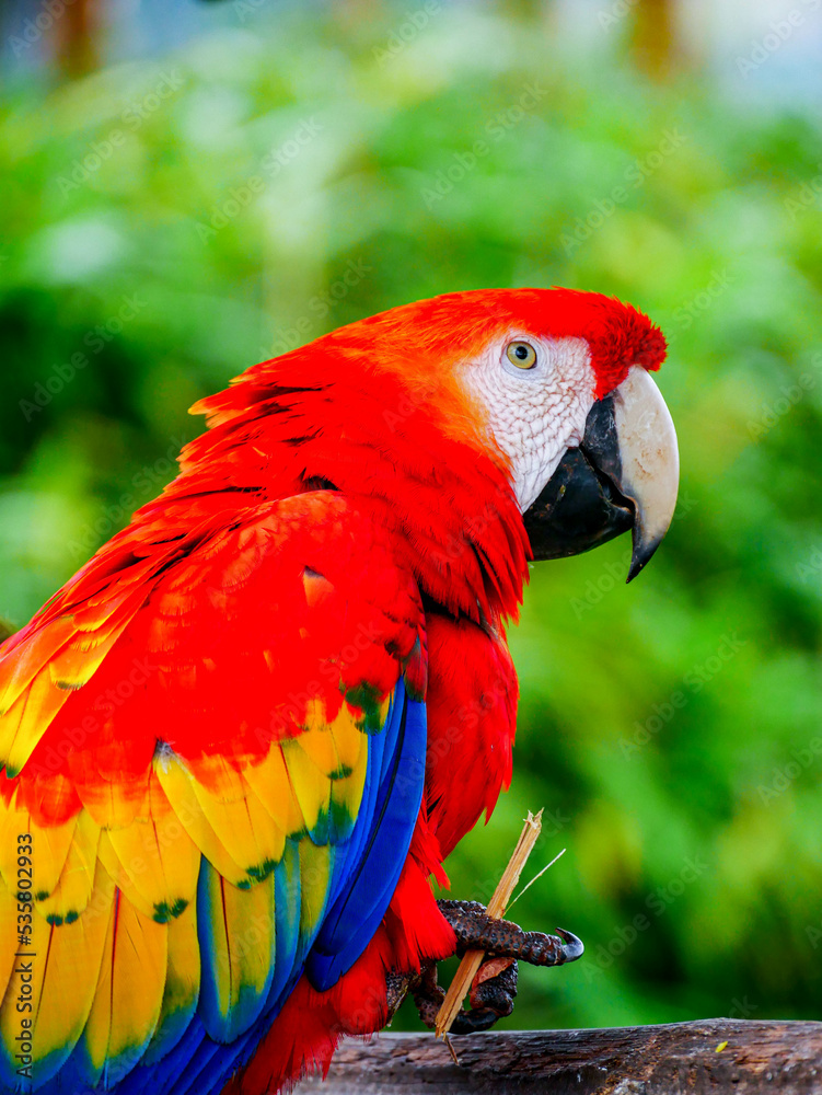 Obraz premium red and yellow macaw