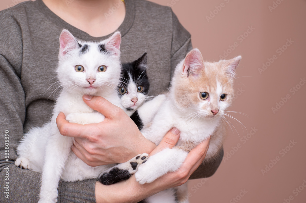 the girl holds kittens in her arms. close-up love for cats. the girl holds kittens in her arms. close-up love for cats.