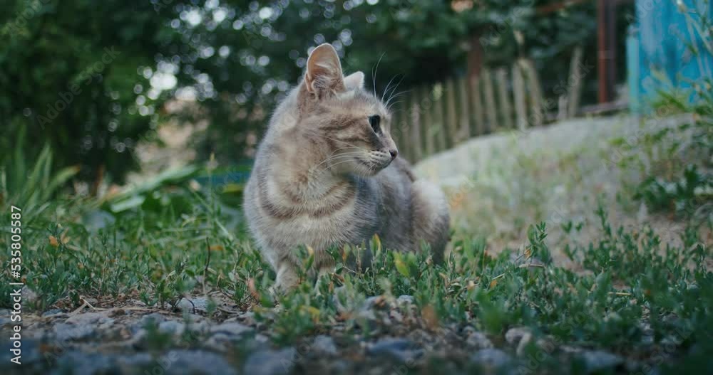 young ginger kitten is playing with his parents. young ginger kitten is playing with his parents.