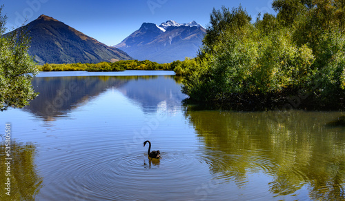 Black swan on lake with mountains behind 