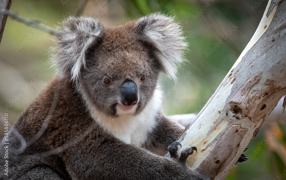 Fototapeta premium Koala 