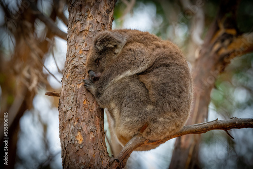 Koala sleeping