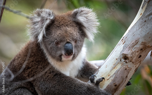 Fototapeta Naklejka Na Ścianę i Meble -  Koala 