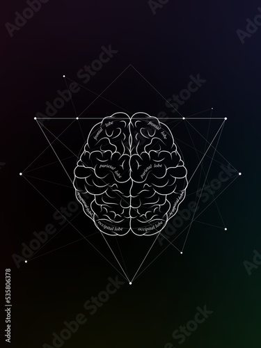 Minimal neuroscience infographic on gradient. Human brain lobes and functions illustration. Brain anatomy structure sections. Futuristic neurobiology scientific 