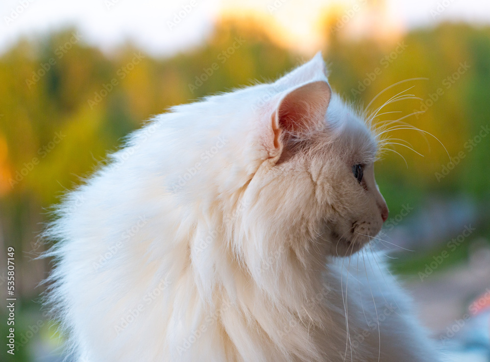Beautiful longhair cat with white fur and big blue eyes, long white mustache and neat fluffy ears.