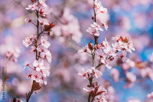 Close-up view of the cherry tree blossoming branches with pink flowers photo